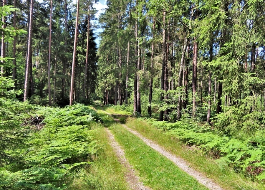 Třeboňská pánev